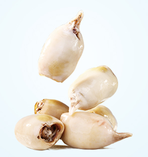 魷魚(yú)仔